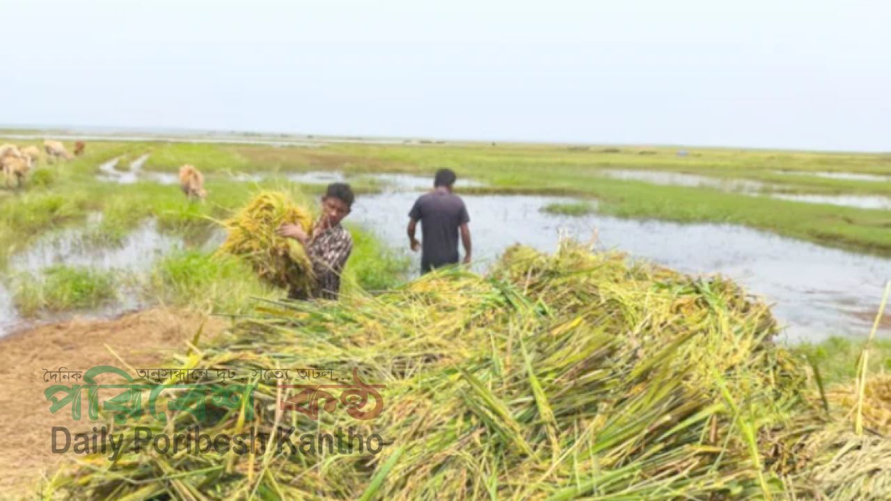 হবিগঞ্জে অকাল বন্যার হানা: পানির নিচে ৫ হাজার একর বোরো ধান, দিশেহারা হাজারো কৃষক
