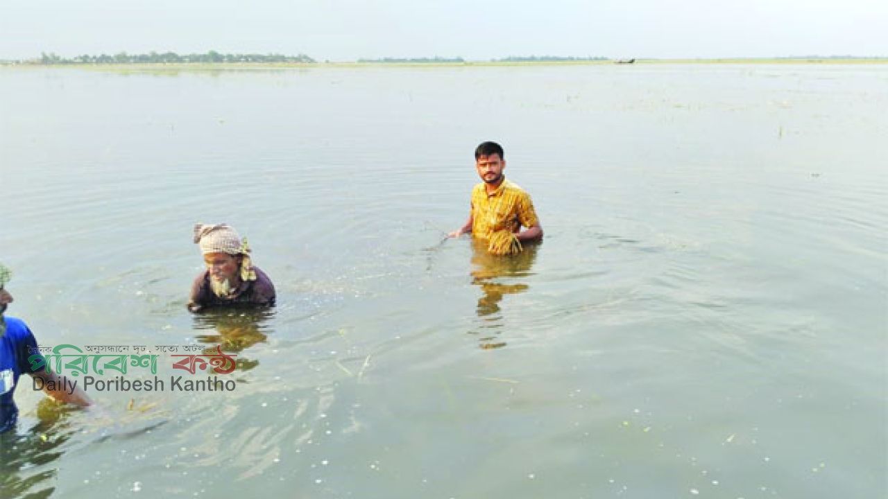 সুনামগঞ্জের জামালগঞ্জ উপজেলায় পাকনা হাওরে ডুবে থাকা ধান কাটার চেষ্টায় দুই কৃষক 