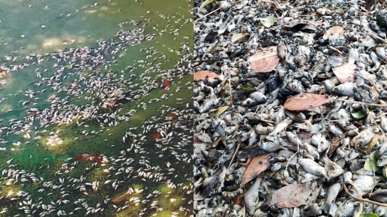 পুকুরে বিষ দিয়ে মাছের পোনা নিধনের অভিযোগ