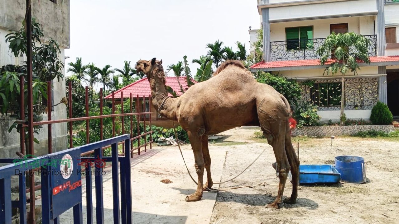 কুমিল্লার পশুর হাটে নতুন আকর্ষণ ‘সুলতান’