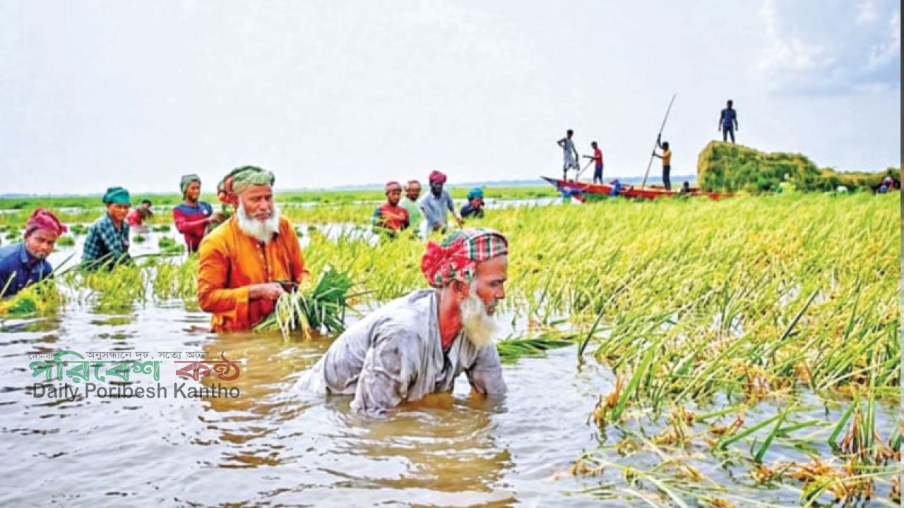 ‘কষ্টের ফসল অহনো পানির তলে, কাটবার মানুষ পাই না’