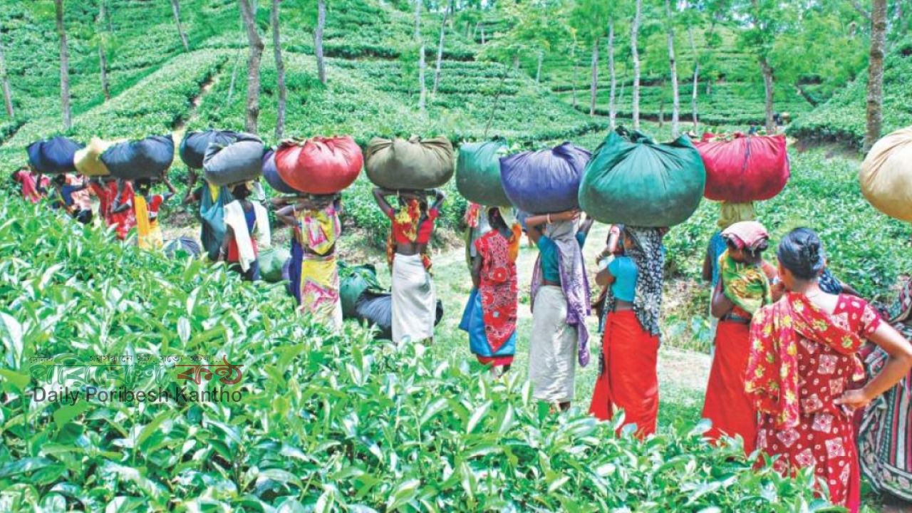 সমন্বিত উদ্যোগে দেশের চা শিল্প বৈদেশিক মুদ্রা অর্জনে সম্ভব