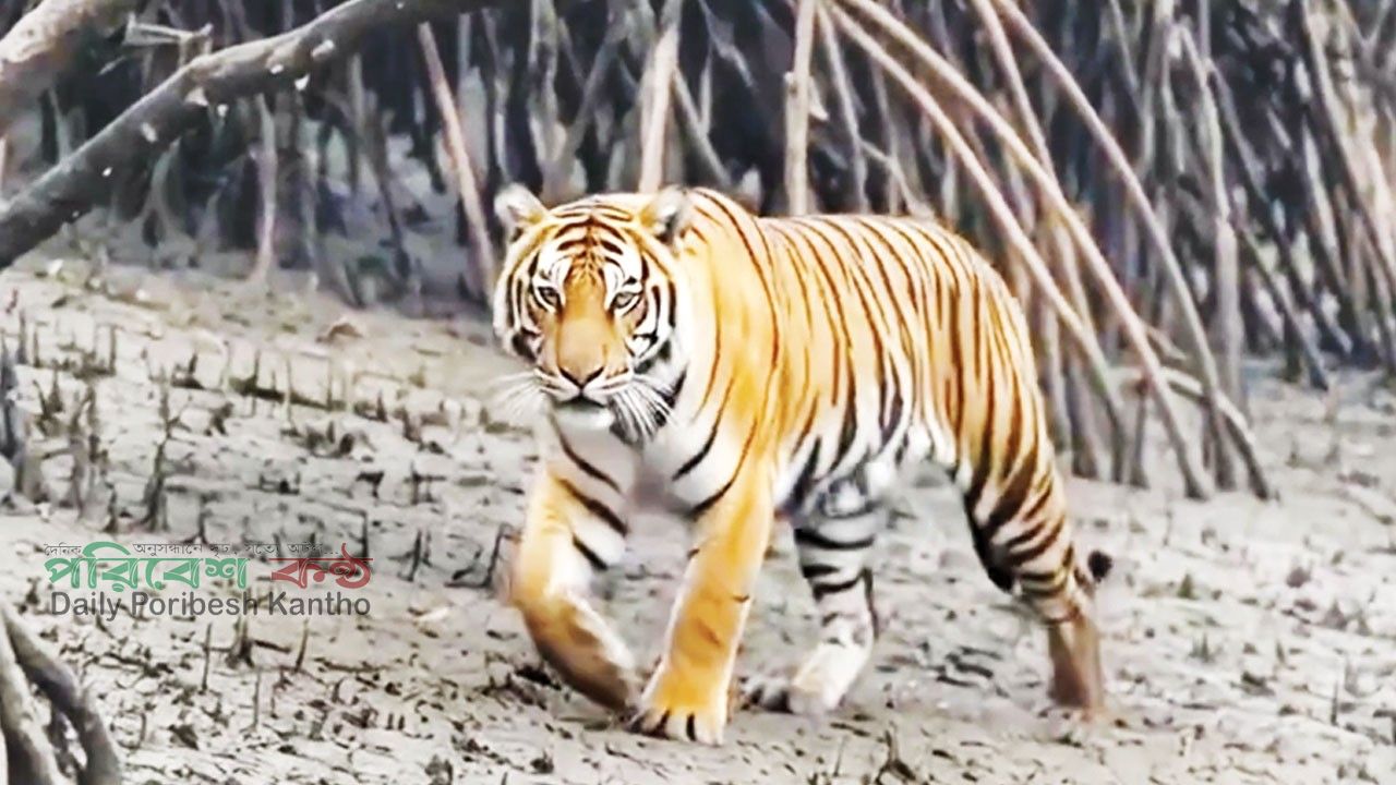 সুন্দরবনের বাঘের সংখ্যা ও অস্তিত্বের সংকট