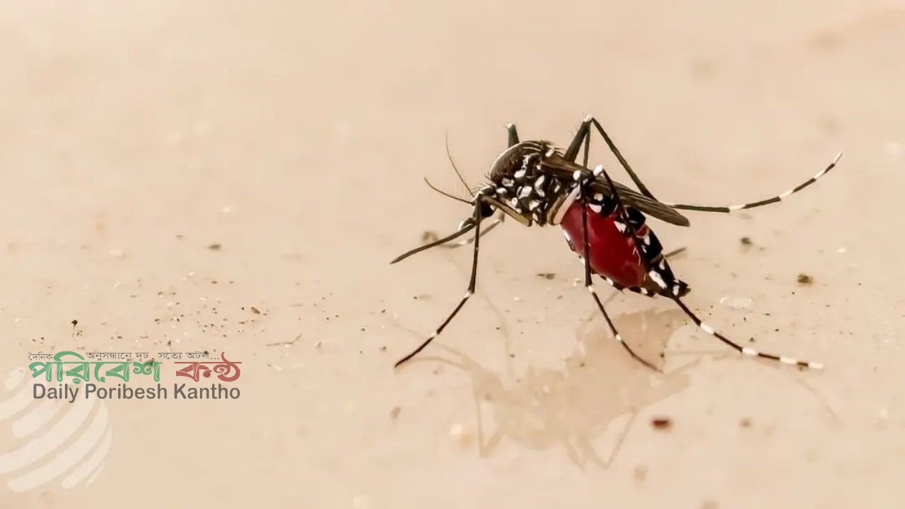 ডেঙ্গুর ভয়াল থাবা: একদিনে আরও ২ জনের মৃত্যু