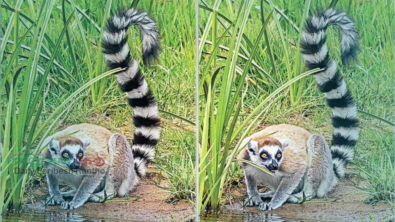 আম্বানির বনতারায় বাংলাদেশের চুরি হওয়া লেমুর