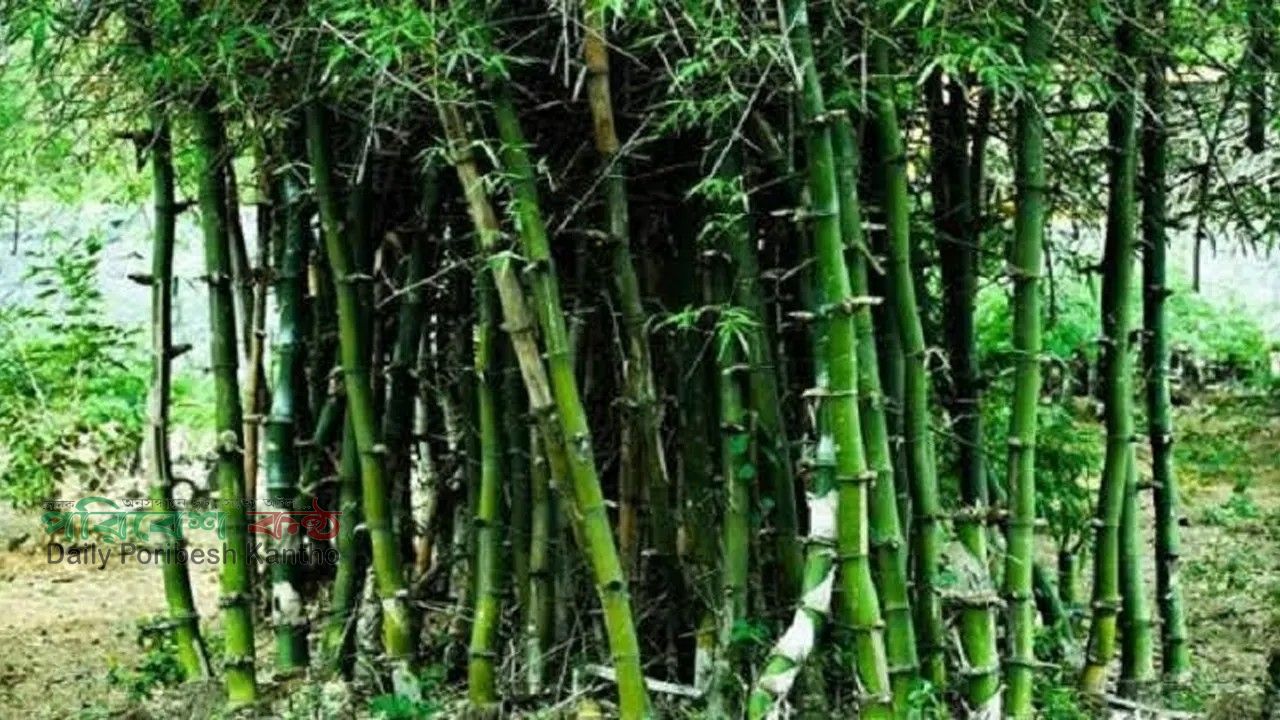 বিশ্ব বাঁশ দিবস: পরিবেশ ও অর্থনীতির নতুন আশার আলো