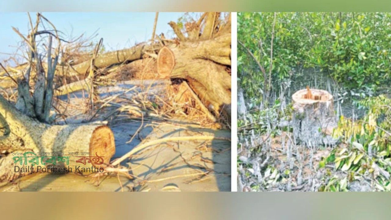 টেংরাগিরি বনাঞ্চলে বন দস্যুদের তাণ্ডব: চার দিনে ৯০০ গাছ নিধন