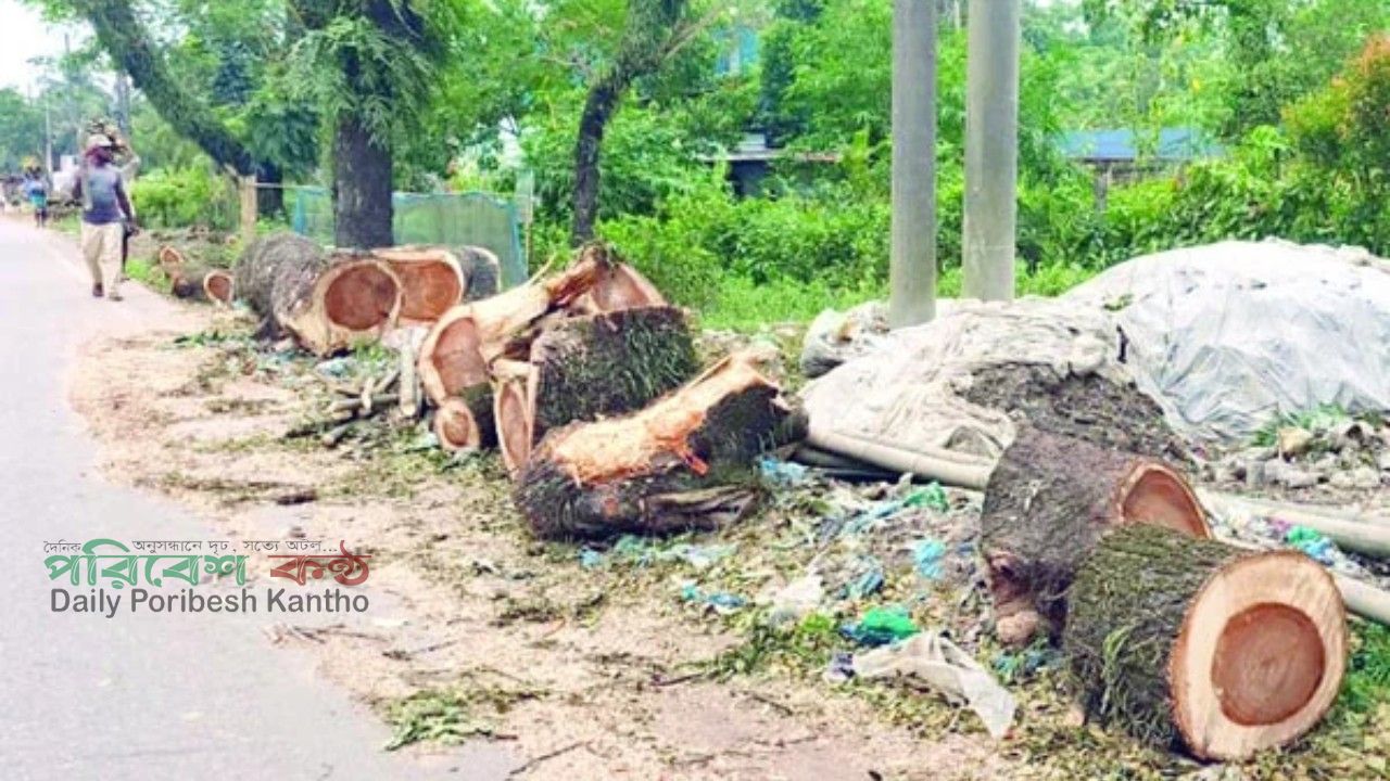 সিলেটে বন বিভাগের বিরুদ্ধেই গাছ কাটার অভিযোগ